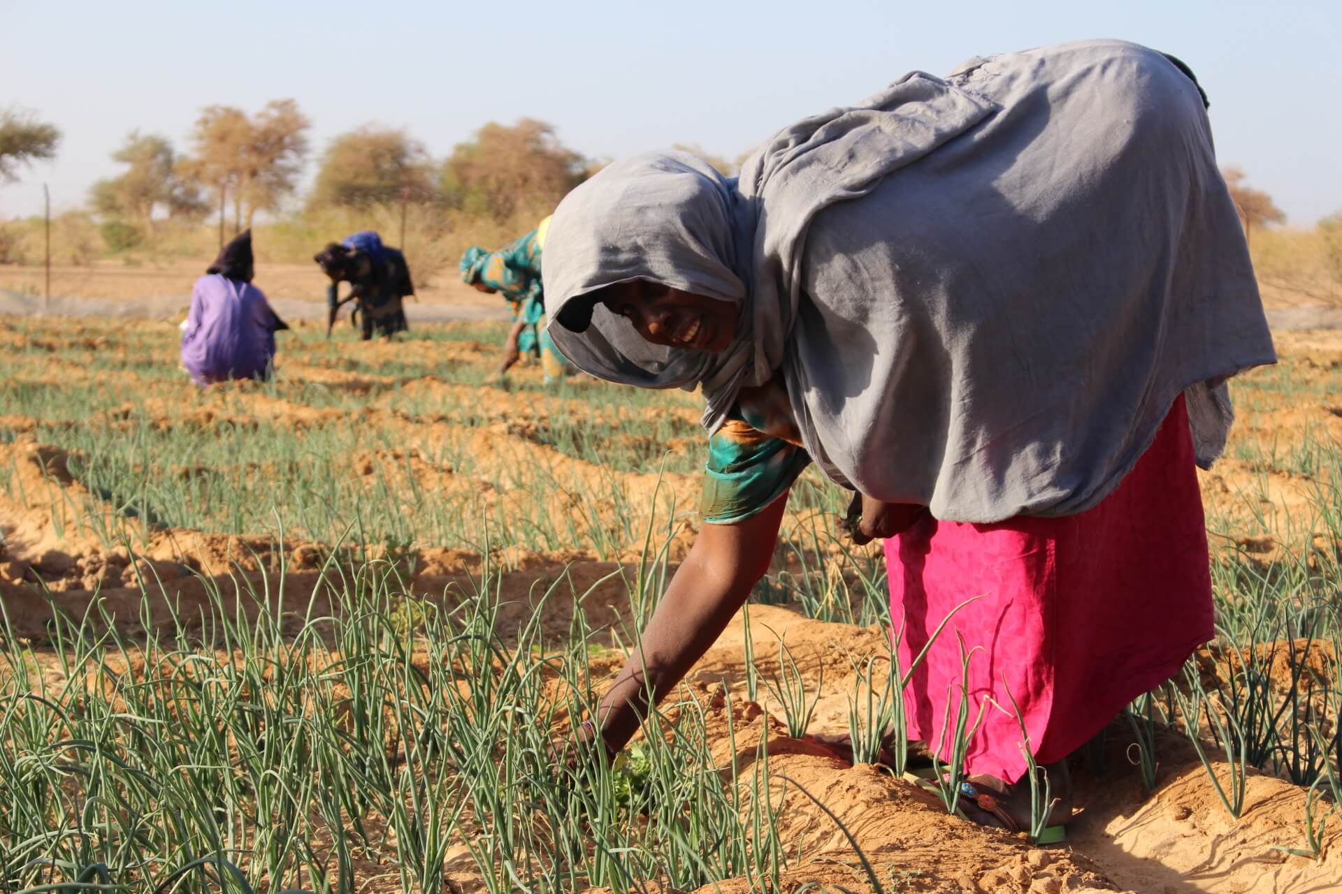 L'agriculture au Niger